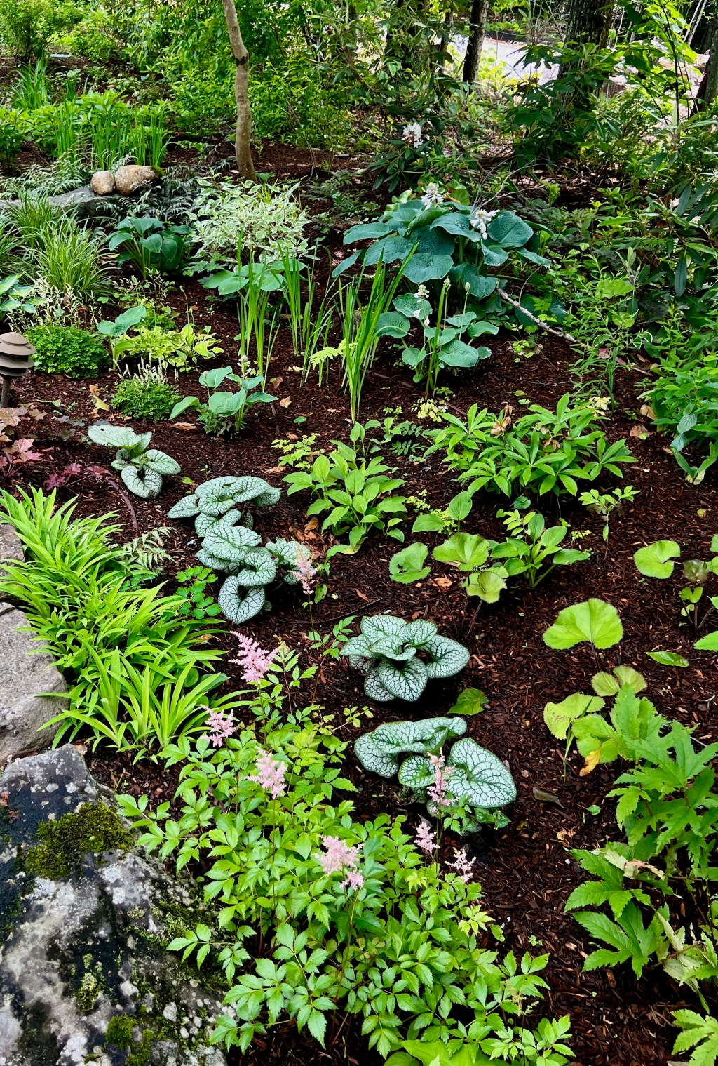 S Cove Rd. Shade&nbsp;Garden